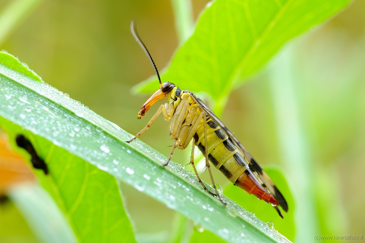 Panorpa communis (mosca scorpione, femmina).jpg